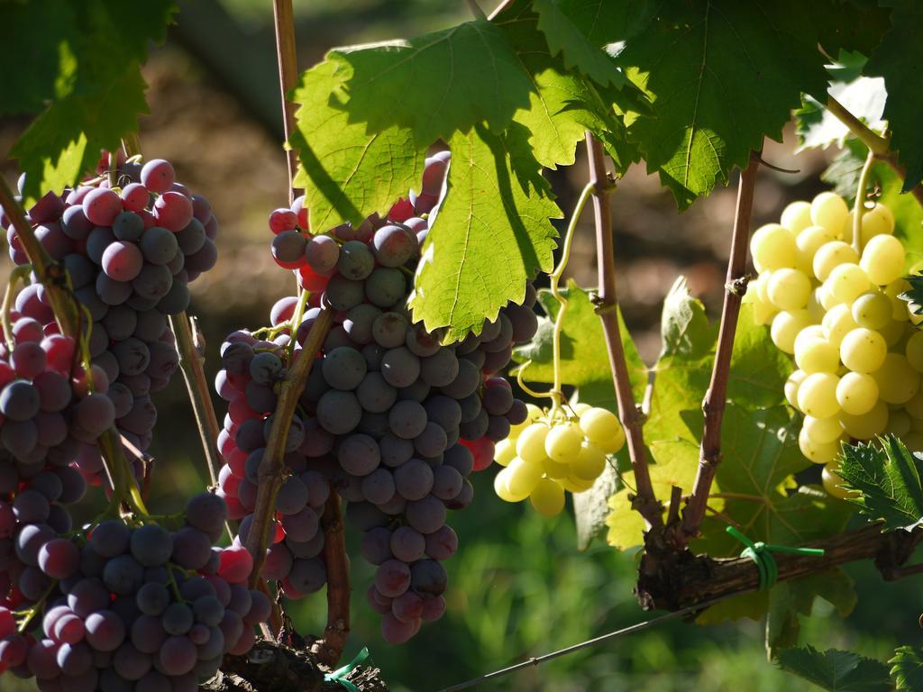 Azienda Agricola Polveraia San Gimignano Eksteriør bilde