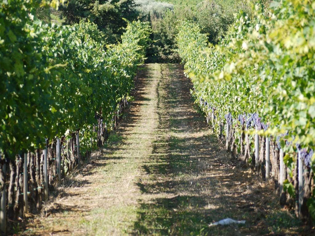 Azienda Agricola Polveraia San Gimignano Eksteriør bilde